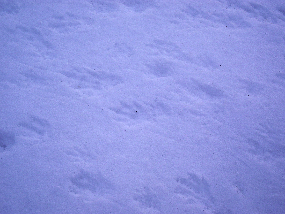 n 358¨_l