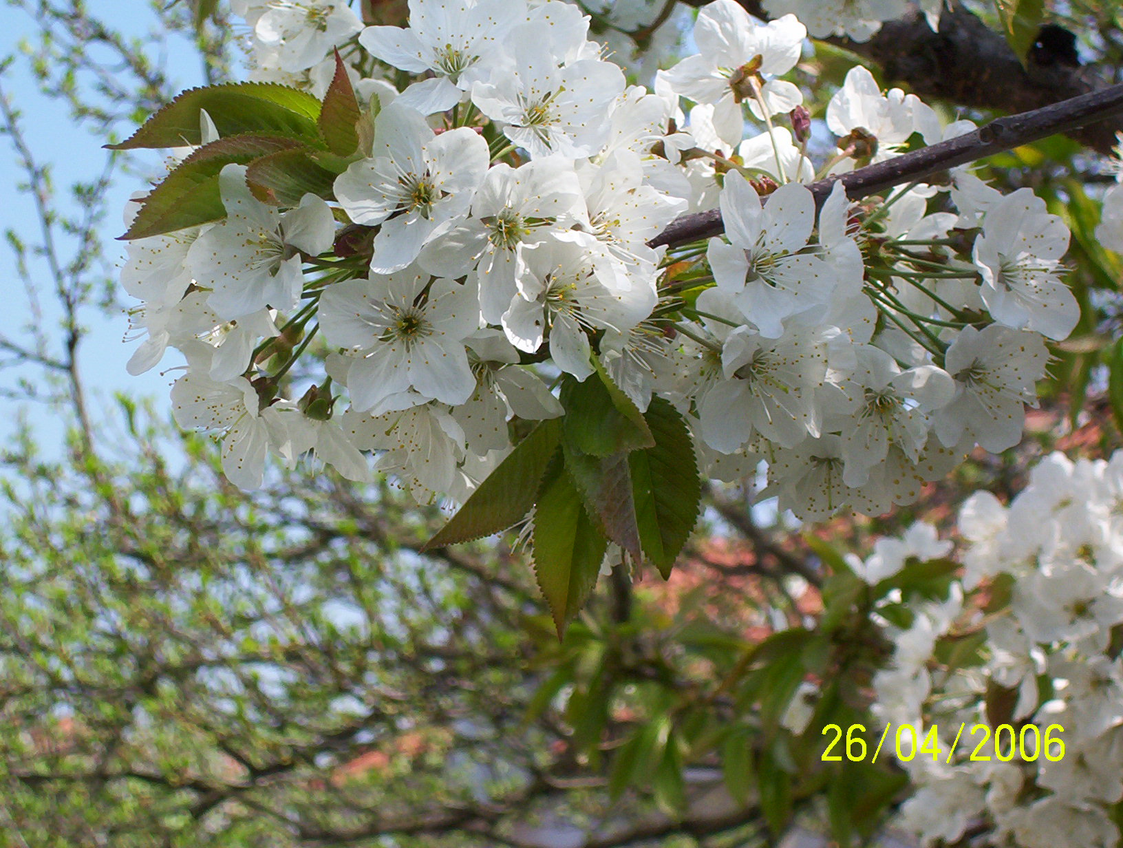 100_6880.JPG