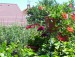 100_7512.JPG